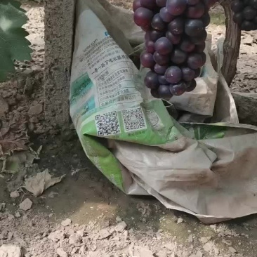 巨峰，108，自产自销