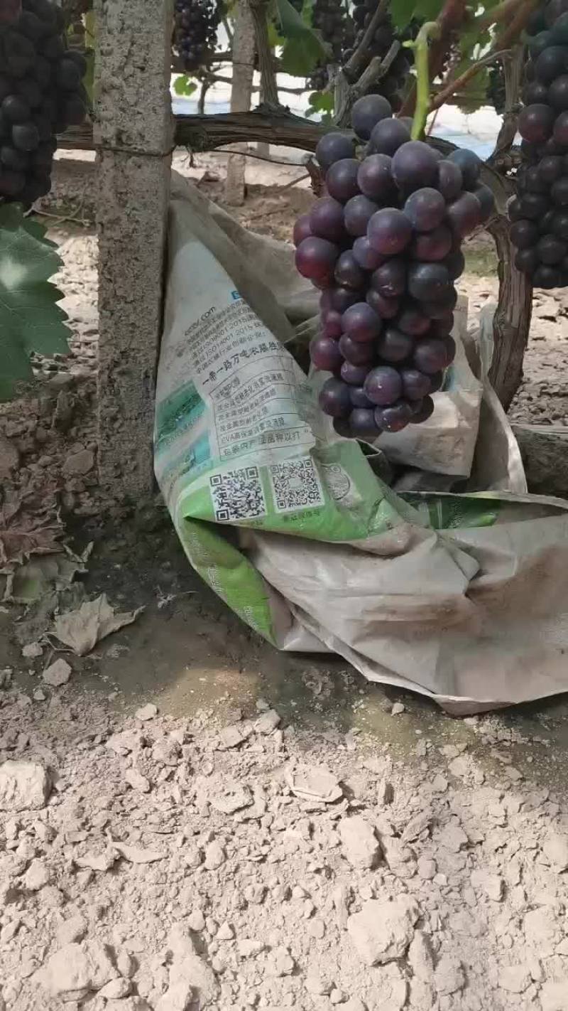 巨峰，108，自产自销