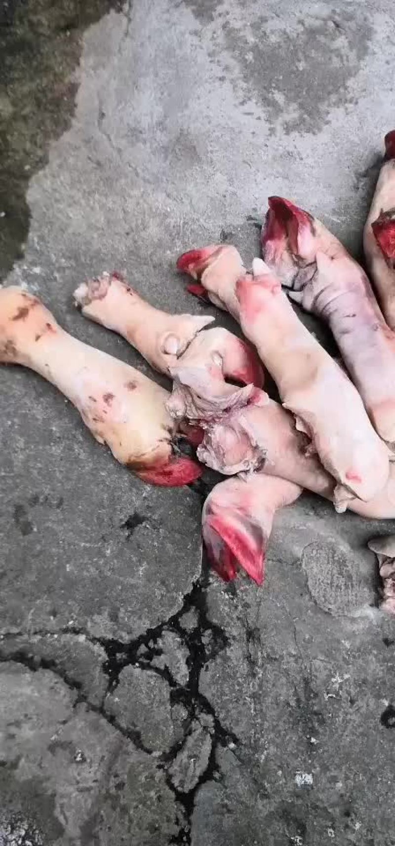 牛脚