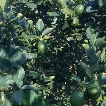 广东香水柠檬，自产自销
