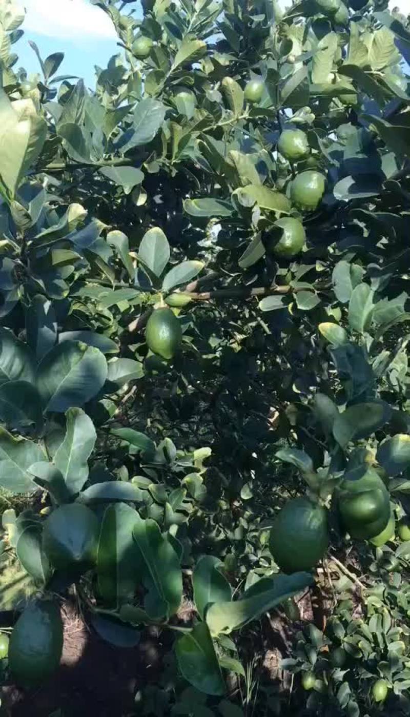 广东香水柠檬，自产自销
