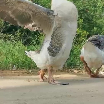 狮