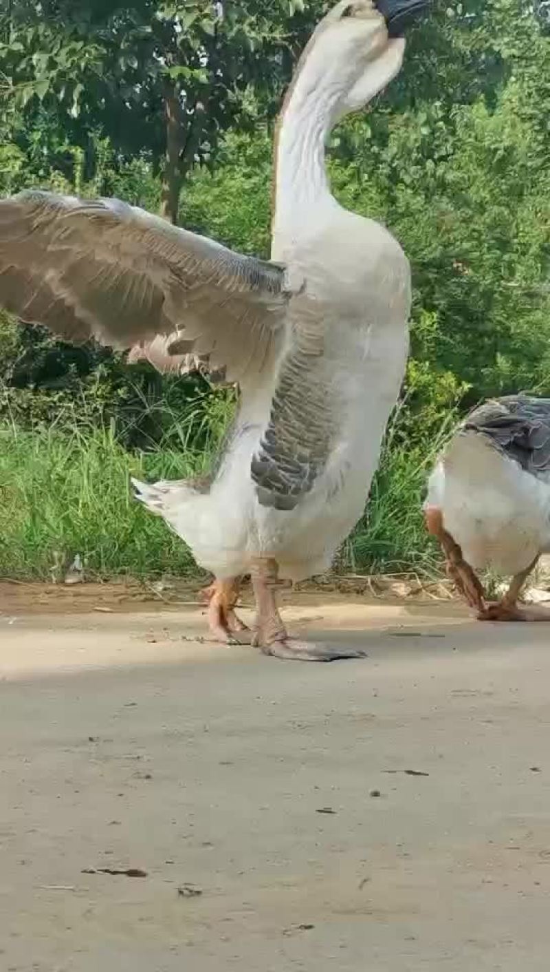狮