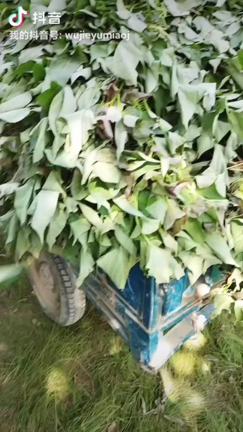红薯苗