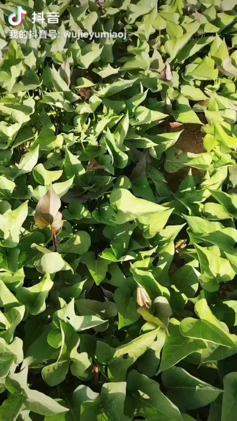 红薯苗
