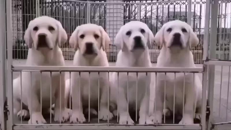 供应，黑狼犬，马犬，拉布拉多犬，金毛犬，品种多样，价格便