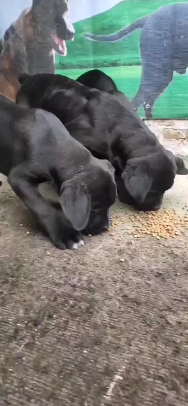 供应，黑狼犬，马犬，拉布拉多犬，金毛犬，品种多样，价格便