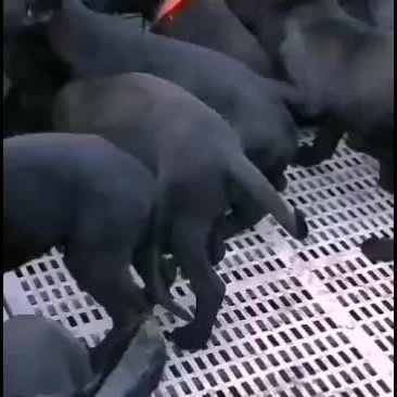 供应，黑狼犬，马犬，拉布拉多犬，金毛犬，品种多样，价格便