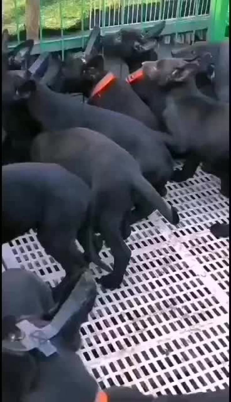 供应，黑狼犬，马犬，拉布拉多犬，金毛犬，品种多样，价格便