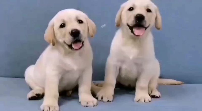 供应，黑狼犬，马犬，拉布拉多犬，金毛犬，品种多样，价格便