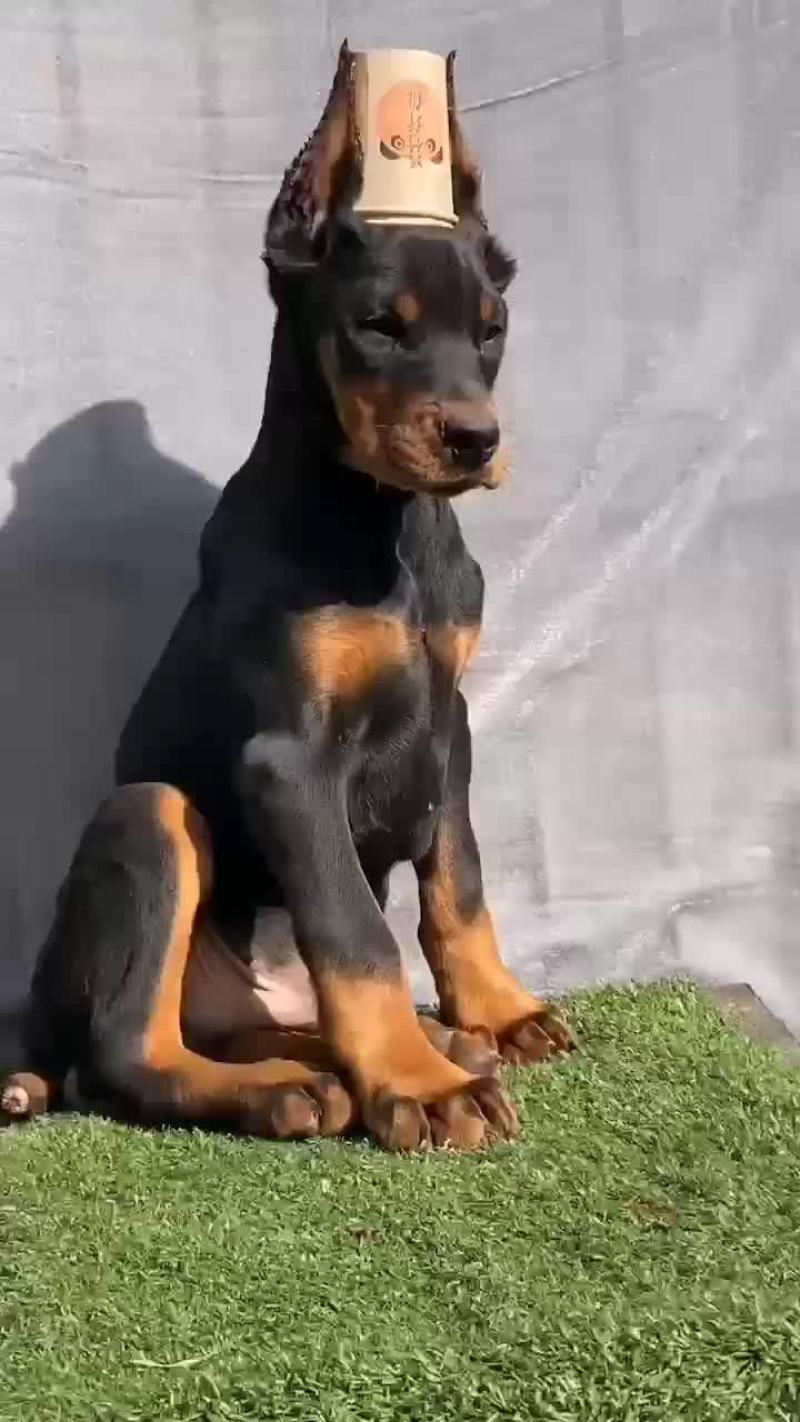 供应，黑狼犬，马犬，拉布拉多犬，金毛犬，品种多样，价格便