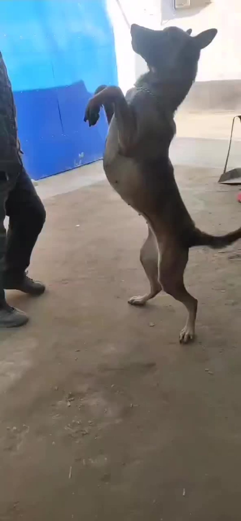 供应，黑狼犬，马犬，拉布拉多犬，金毛犬，品种多样，价格便