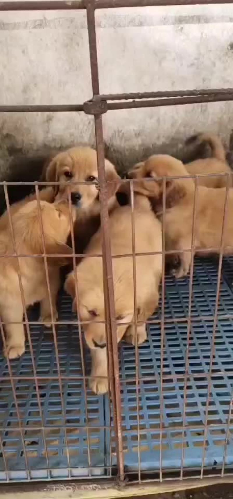 供应，黑狼犬，马犬，拉布拉多犬，金毛犬，品种多样，价格便