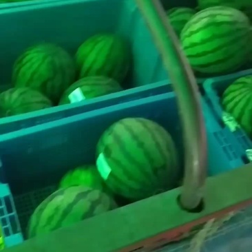 代购代销全国各地西瓜