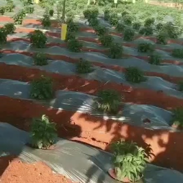 人参果400亩基地种植，大量现货