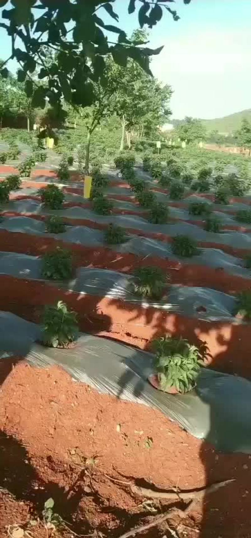 人参果400亩基地种植，大量现货