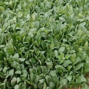 菠菜