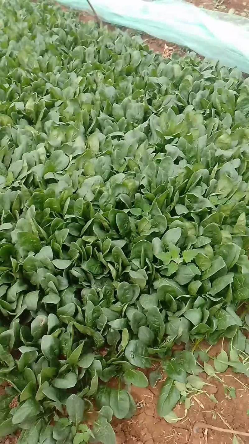 菠菜