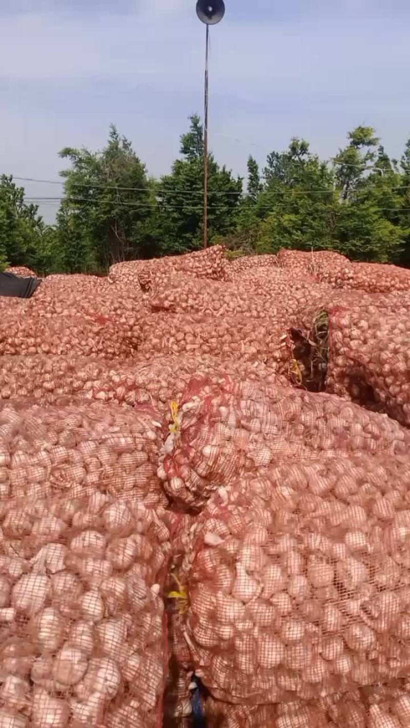 脱水蒜