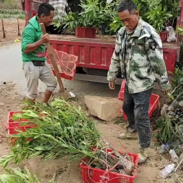 澳洲坚果嫁接苗