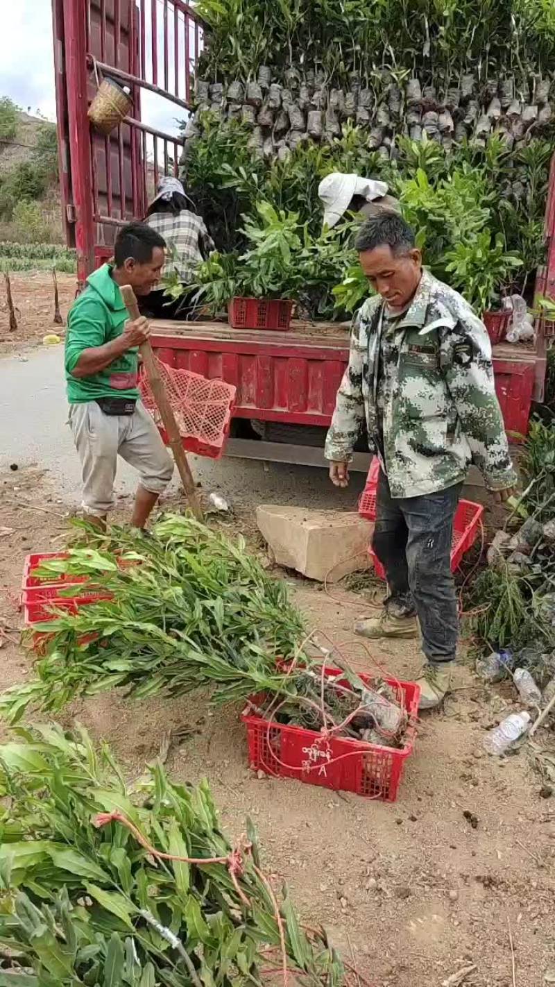 澳洲坚果嫁接苗