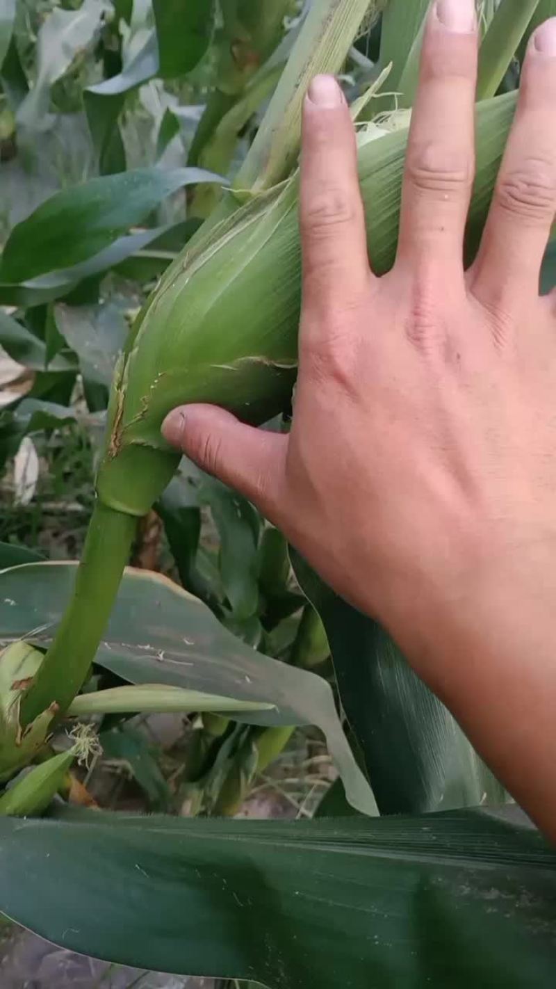 小甜糯