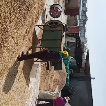 芦根