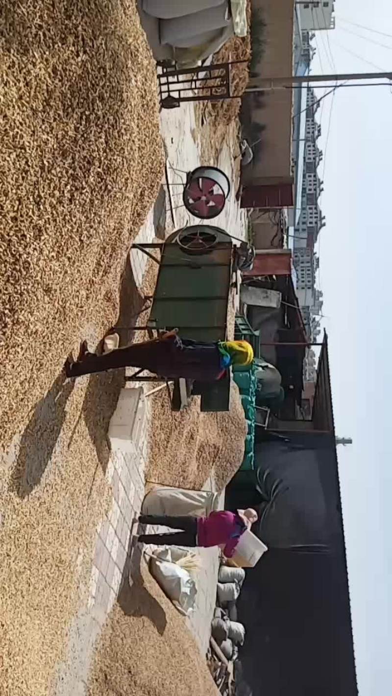芦根