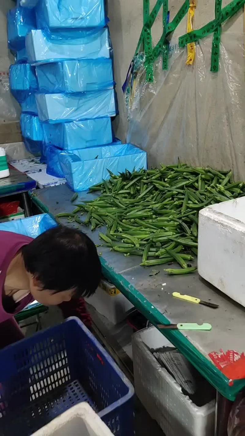秋葵