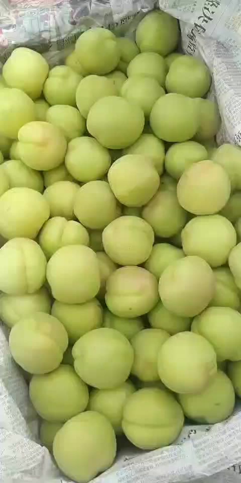 杏