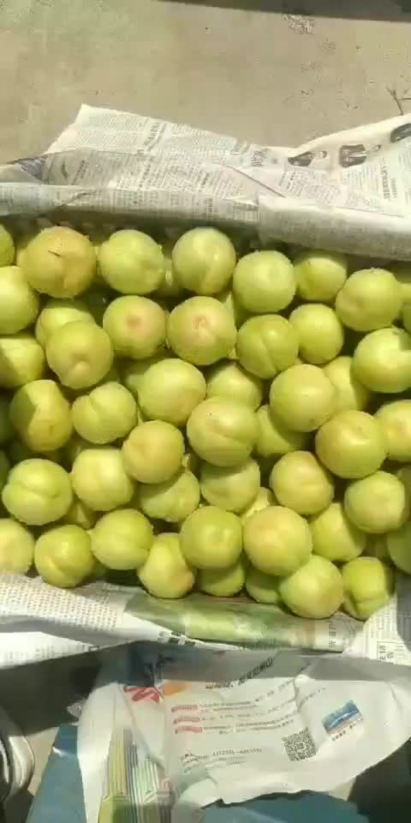 杏