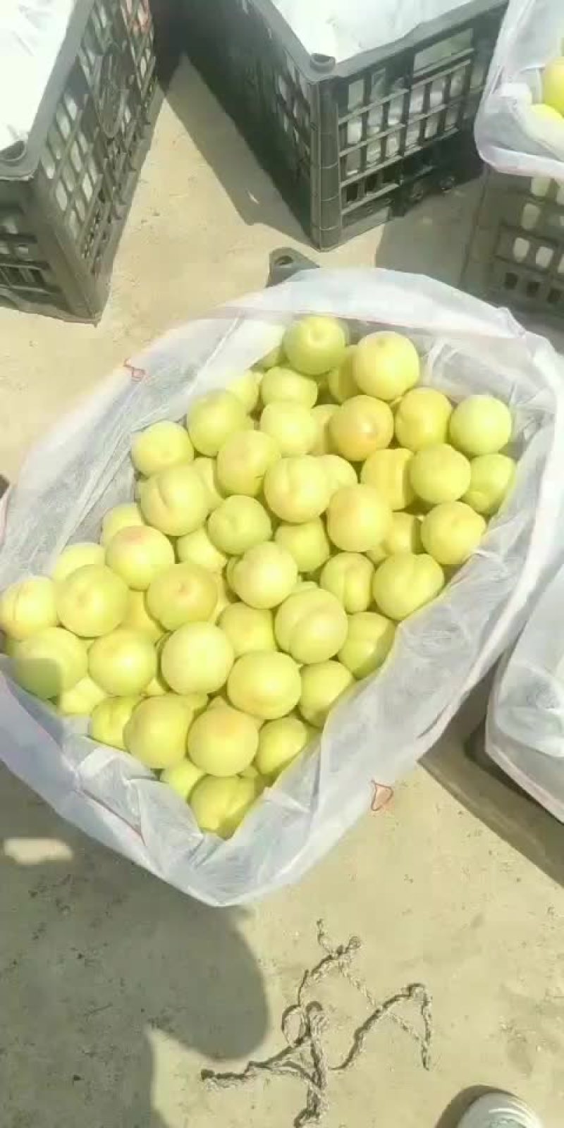 杏