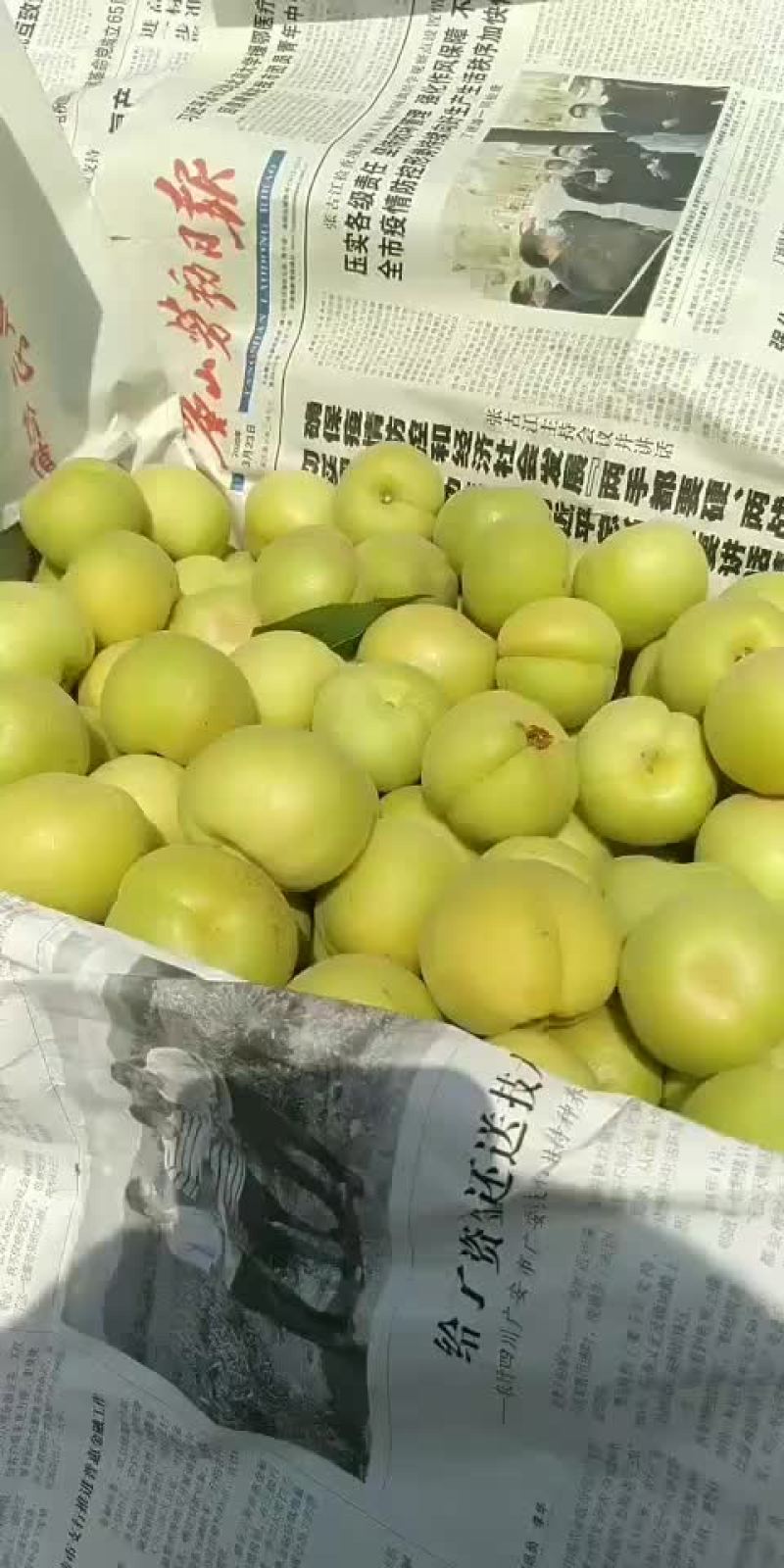 杏