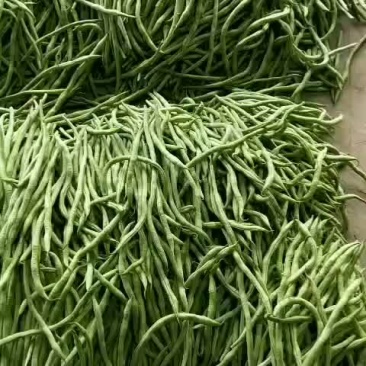 精品豆王大量上市