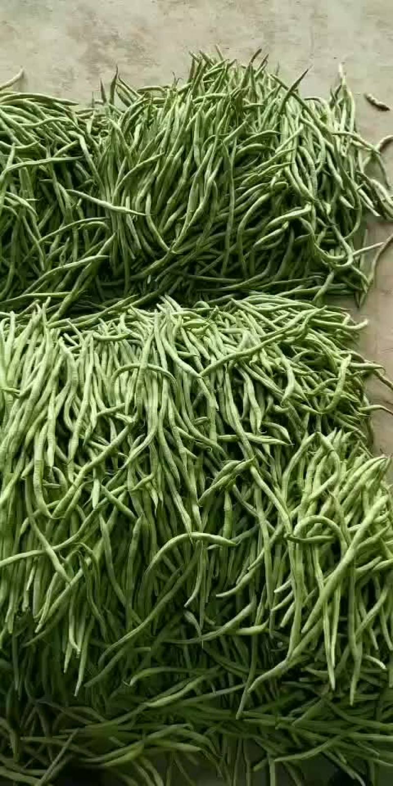 精品豆王大量上市