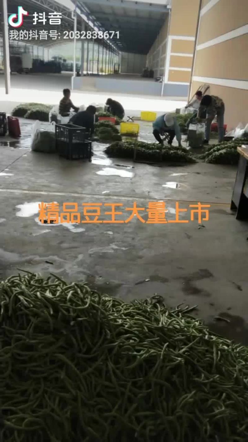 精品豆王大量上市