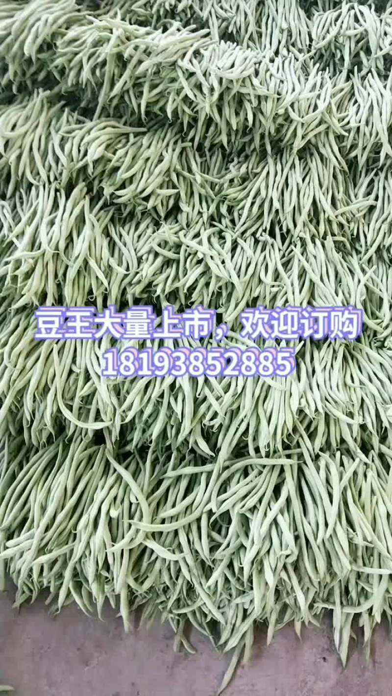 精品豆王大量上市