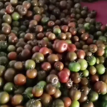 大黑柿子