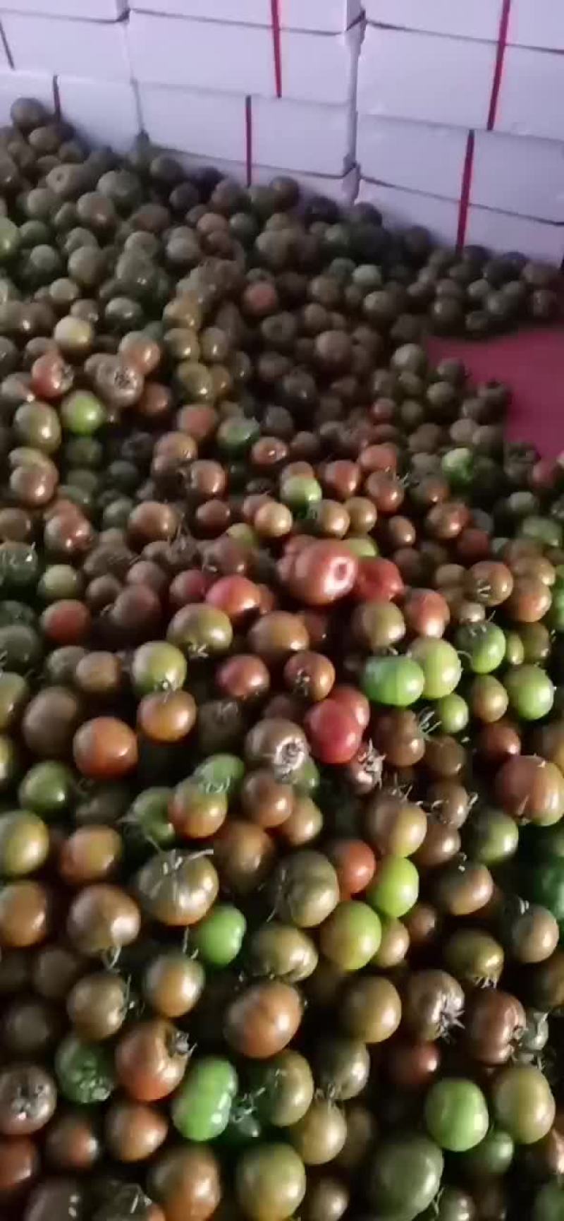 大黑柿子