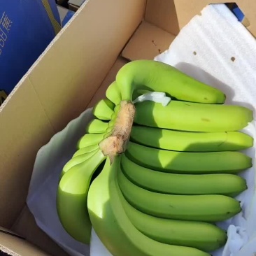 缅甸香蕉！: