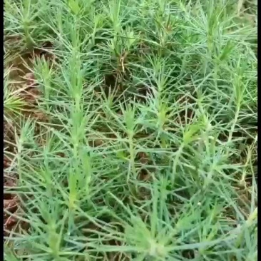 黑松芽苗造林苗园林绿化庭院景观树杯苗基地直发
