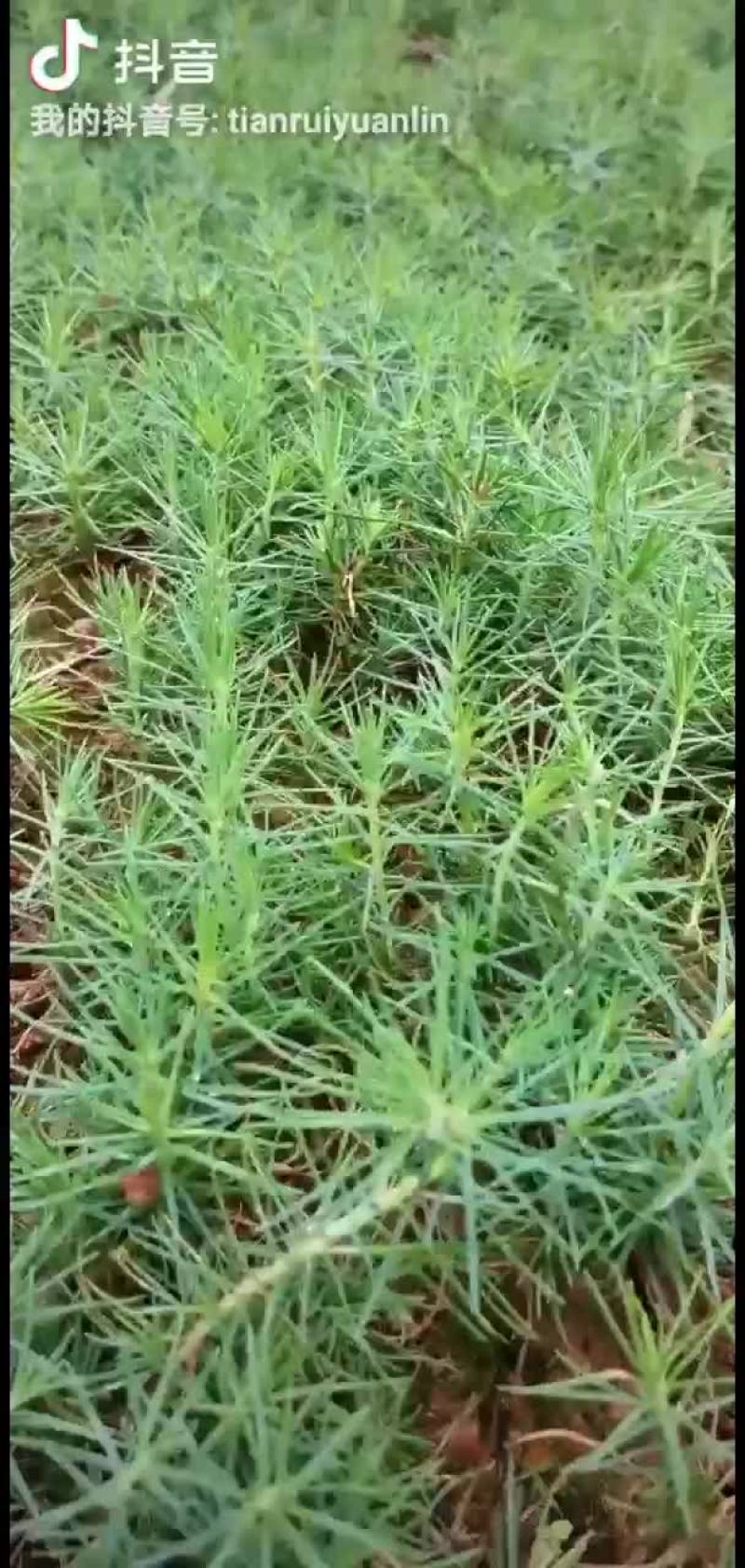 黑松芽苗造林苗园林绿化庭院景观树杯苗基地直发