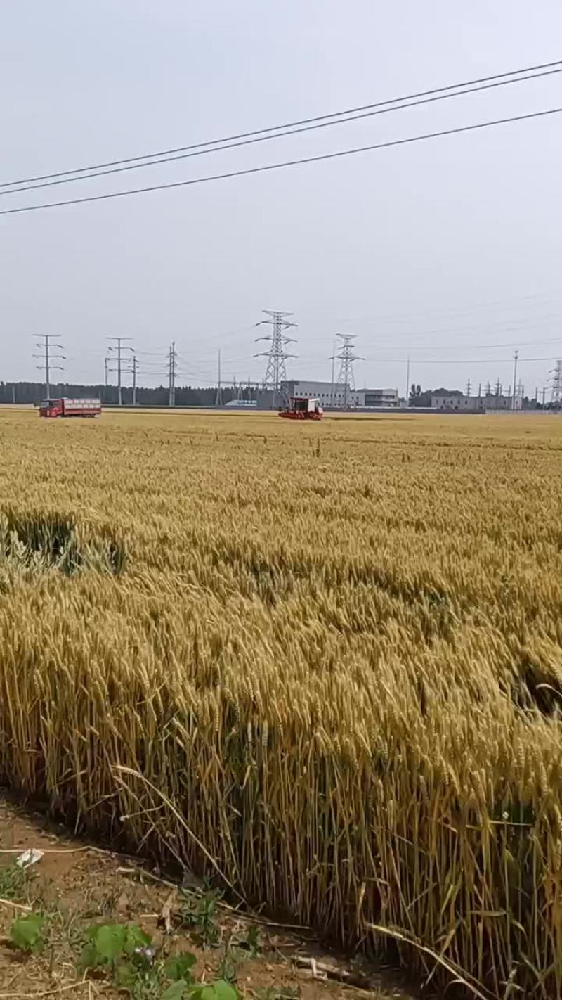 夏季新小麦