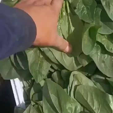精品中颗菠菜支持各种包装