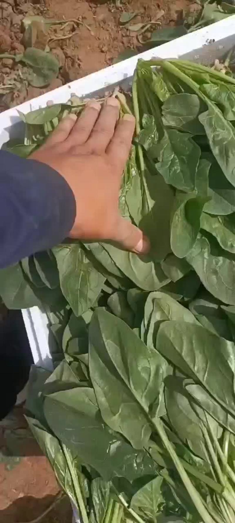精品中颗菠菜支持各种包装