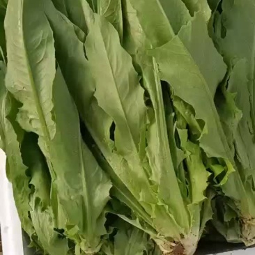 精品大颗油麦菜支持各种包装