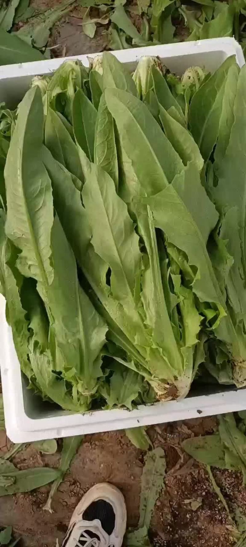 精品大颗油麦菜支持各种包装
