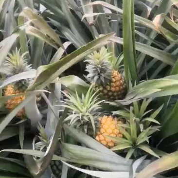 菠萝