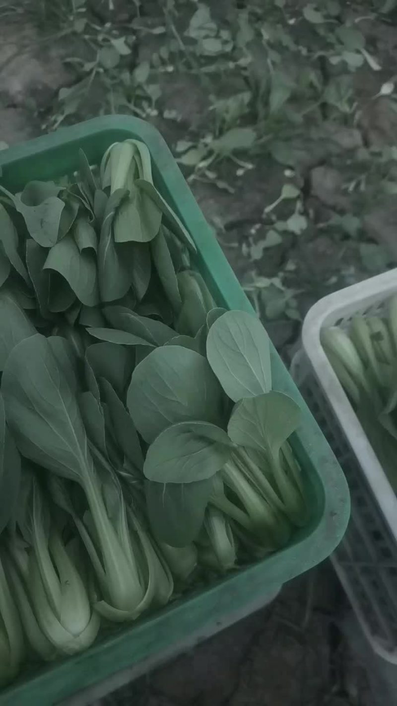上海青