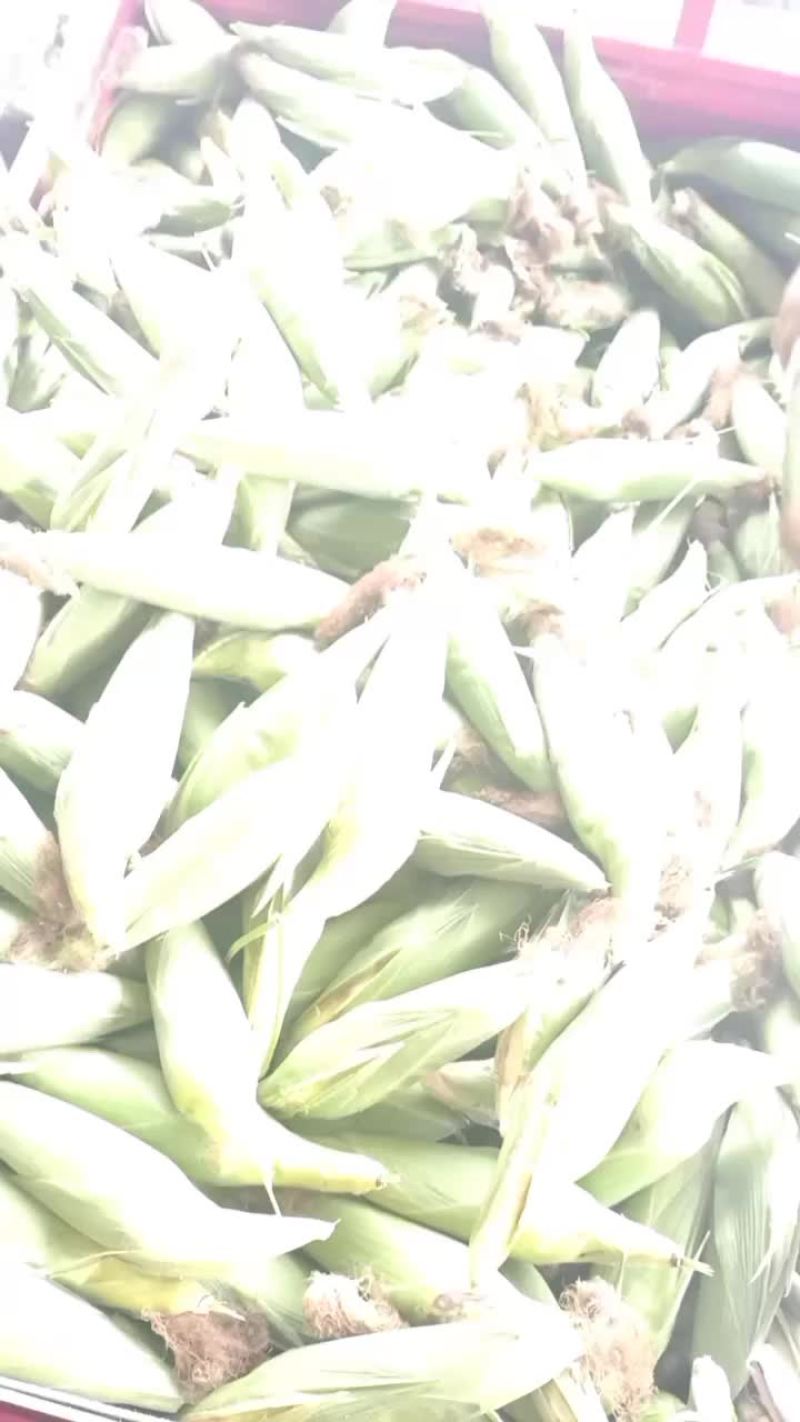 白糯玉米